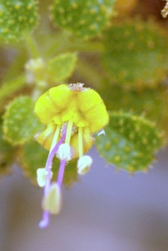 Cleome austroarabica subsp. austroarabica
