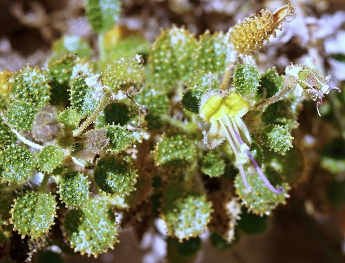 CLEOME AUSTROARABICA D. F. Chamb. et Lamond subsp. AUSTROARABICA – luštěnice