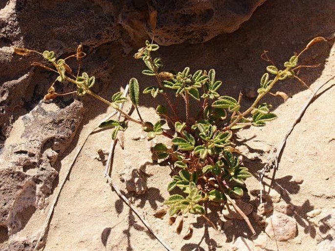 Cleome brachycarpa