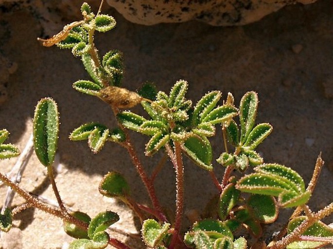 Cleome brachycarpa