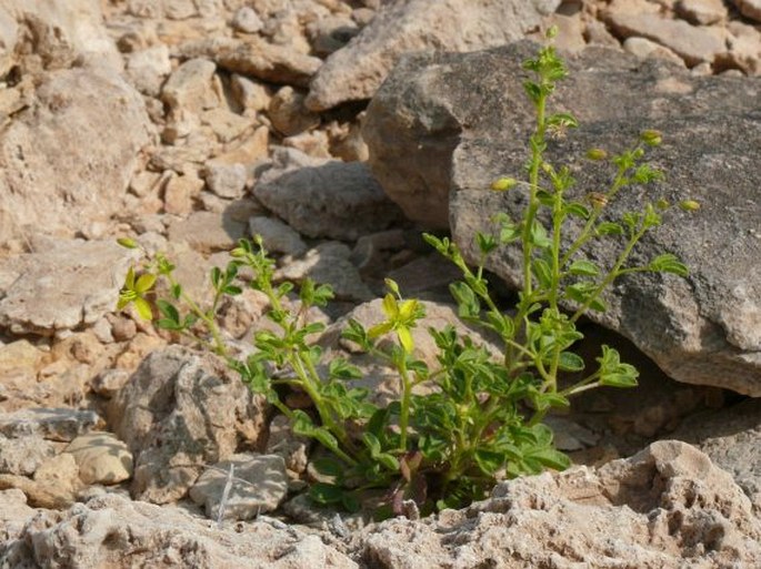 Cleome brachycarpa