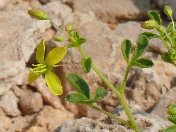 Cleome brachycarpa