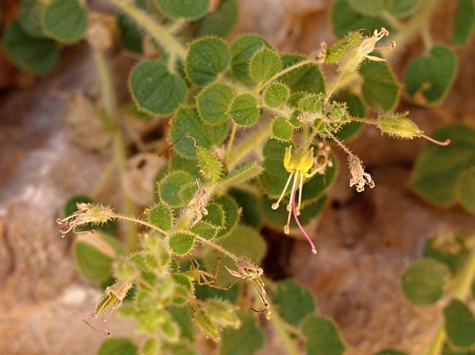 Cleome austroarabica subsp. muscatensis