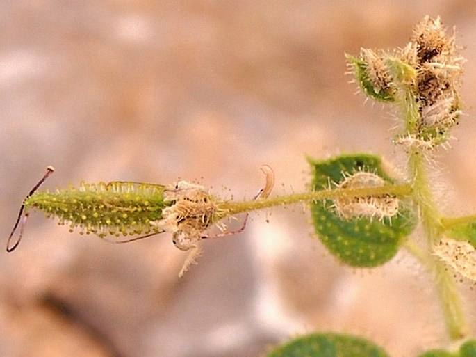 Cleome austroarabica subsp. muscatensis