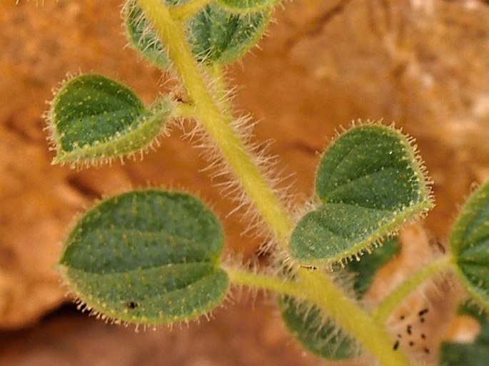 Cleome austroarabica subsp. muscatensis