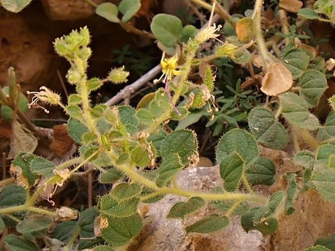 CLEOME AUSTROARABICA subsp. MUSCATENSIS D. F. Chamb. et Lamond – luštěnice