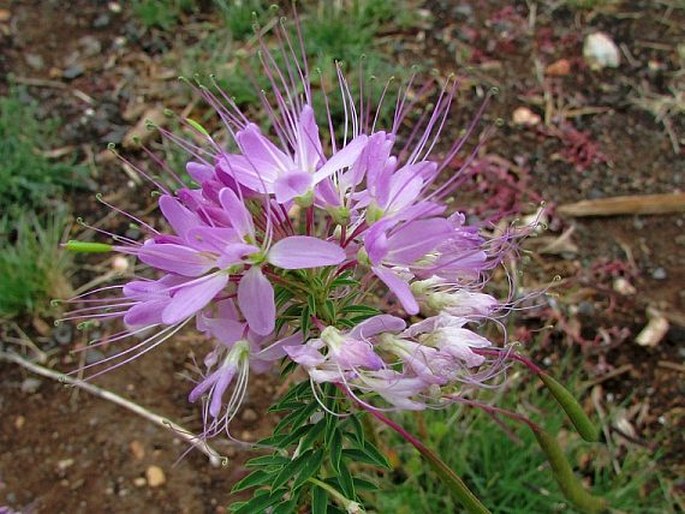 CLEOME SERRULATA Pursh – luštěnice