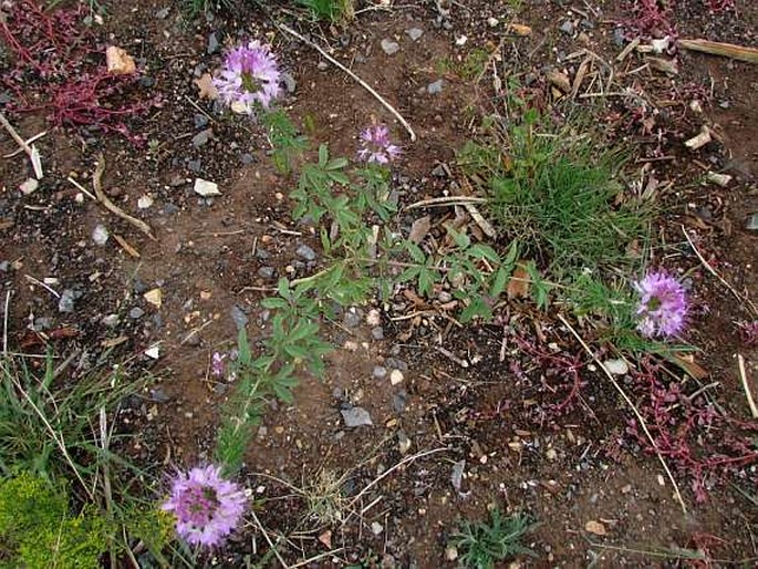 Cleome serrulata