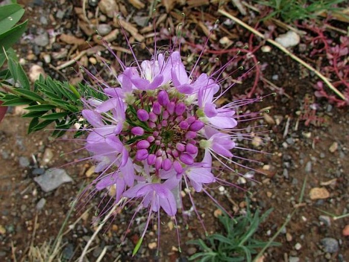 Cleome serrulata