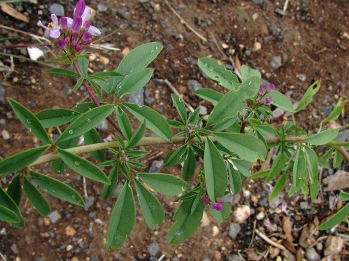 Cleome serrulata