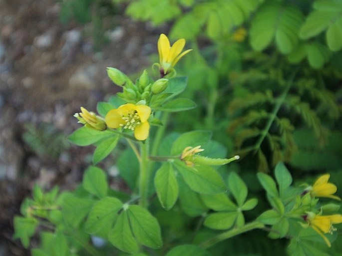 Cleome viscosa