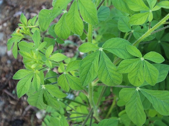 Cleome viscosa