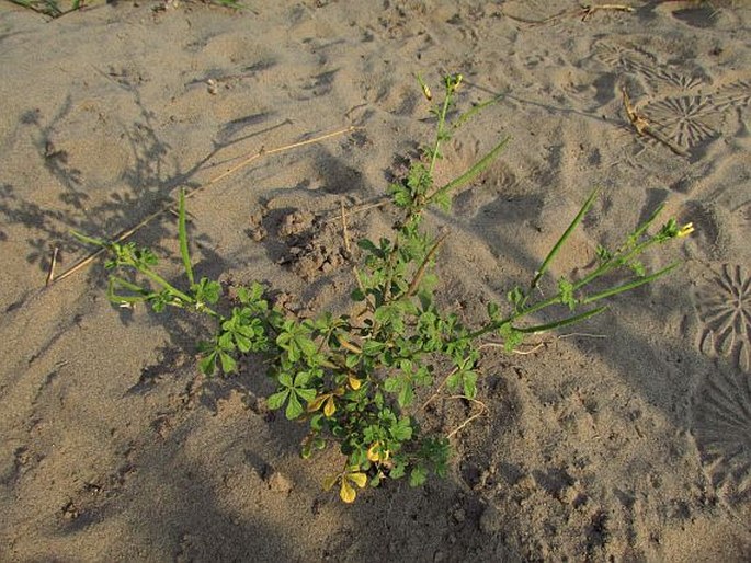 Cleome viscosa