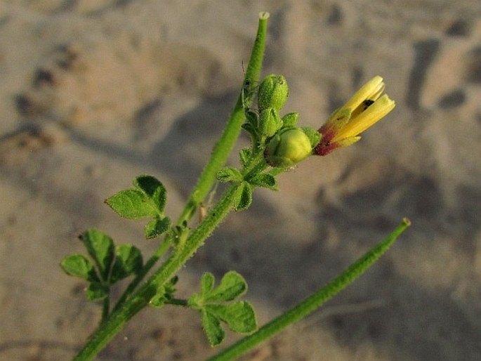 Cleome viscosa