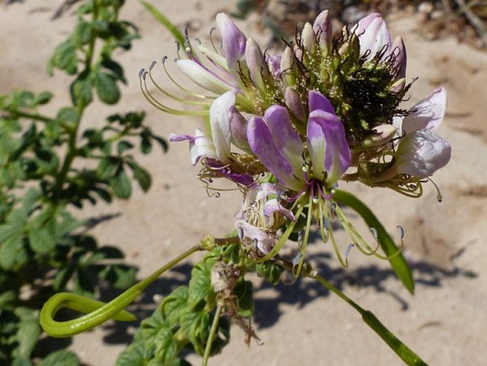 Cleome stricta