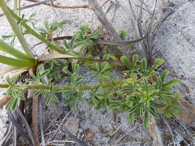 Cleome stricta