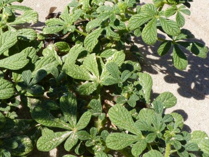 Cleome stricta