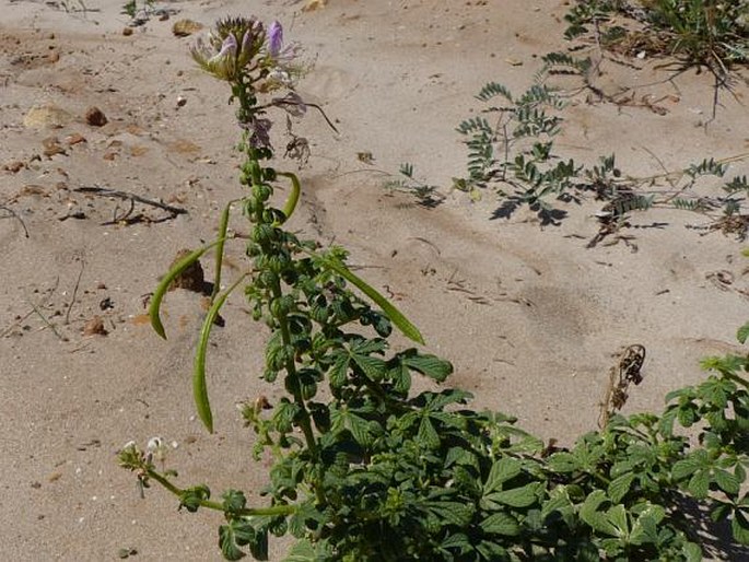 Cleome stricta