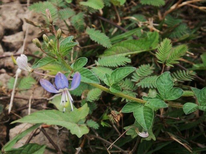 CLEOME RUTIDOSPERMA DC. – luštěnice