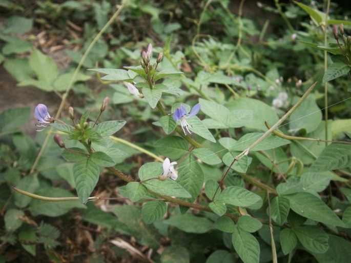 Cleome rutidosperma