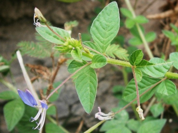 Cleome rutidosperma