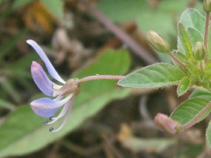 Cleome rutidosperma