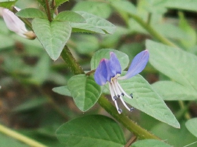 Cleome rutidosperma