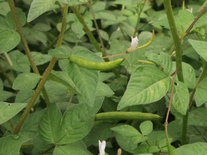 Cleome rutidosperma