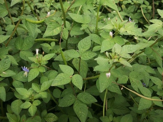 Cleome rutidosperma