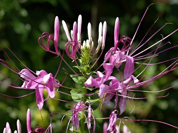 Cleoserrata speciosa