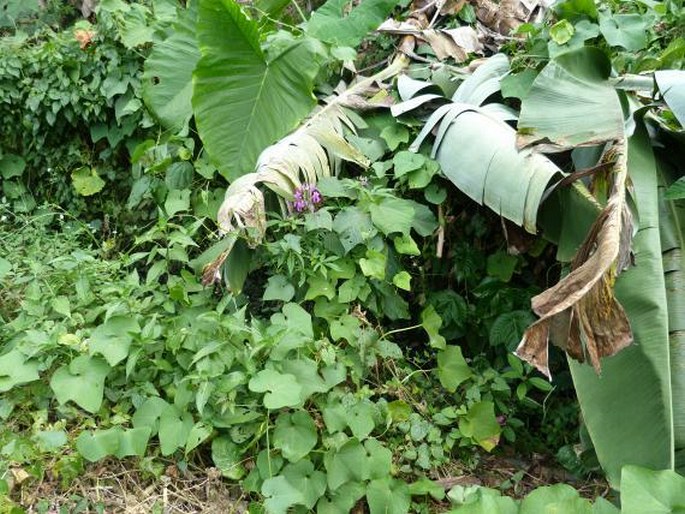 Cleoserrata speciosa