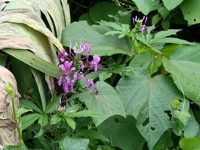 Cleoserrata speciosa