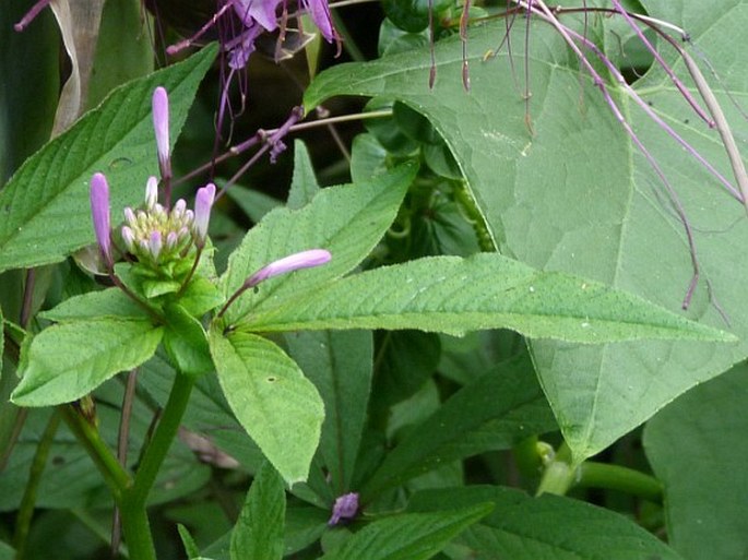 Cleoserrata speciosa