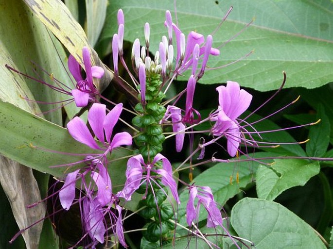 CLEOSERRATA SPECIOSA (Raf.) Iltis