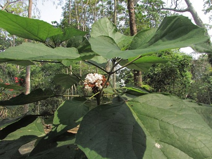 Clerodendrum chinense