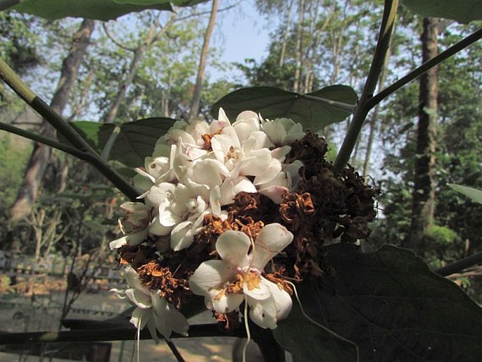 Clerodendrum chinense