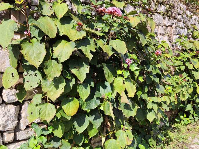 Clerodendrum bungei