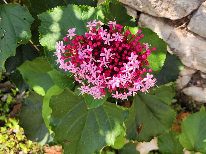 Clerodendrum bungei