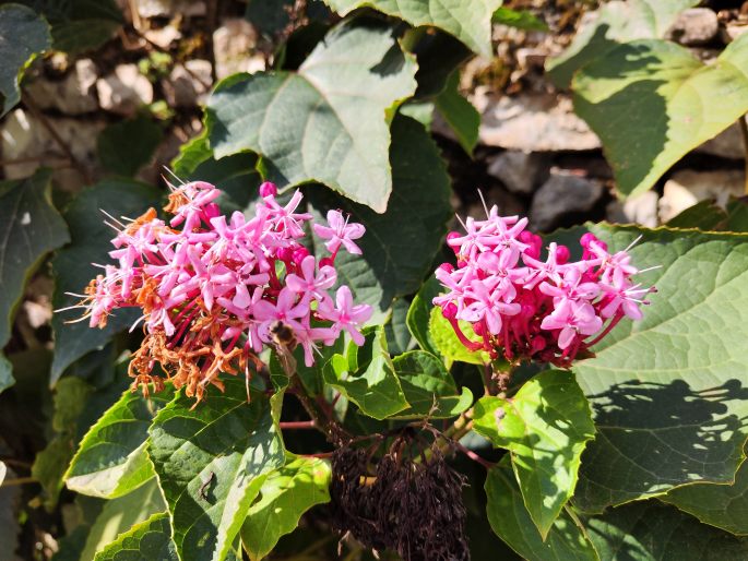 Clerodendrum bungei