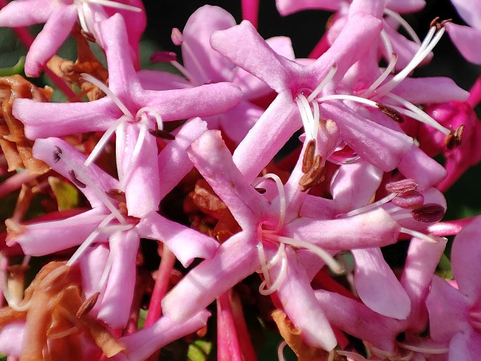 Clerodendrum bungei