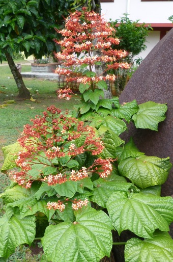 Clerodendrum paniculatum