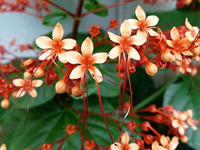 Clerodendrum paniculatum