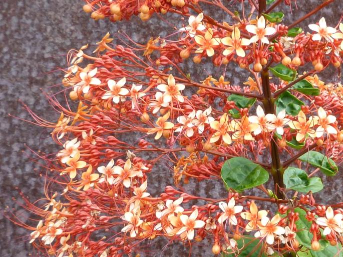 Clerodendrum paniculatum