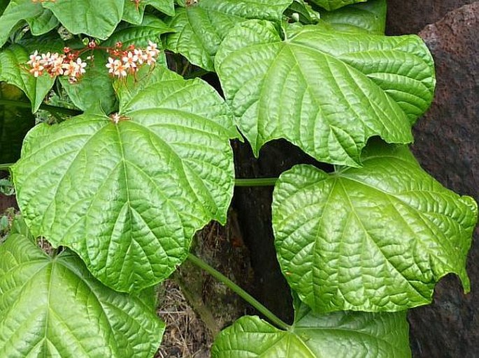 Clerodendrum paniculatum