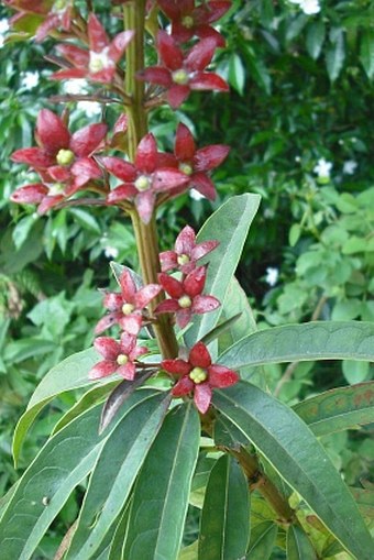 Clerodendrum indicum