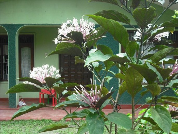 Clerodendrum quadriloculare