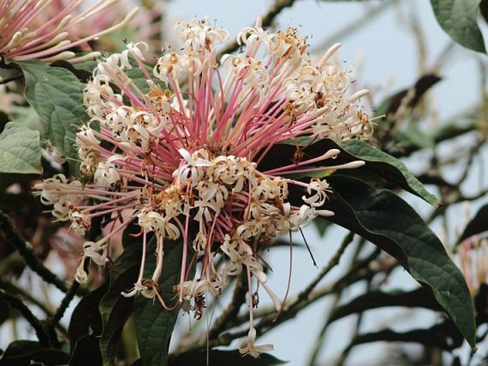 Clerodendrum quadriloculare