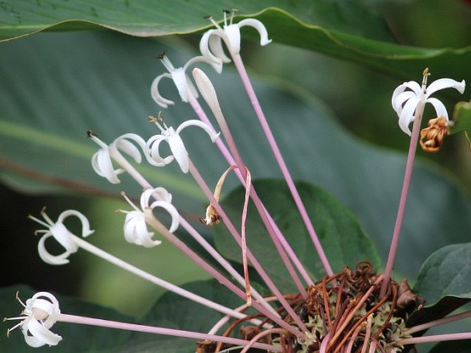 Clerodendrum quadriloculare