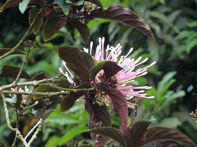 Clerodendrum quadriloculare