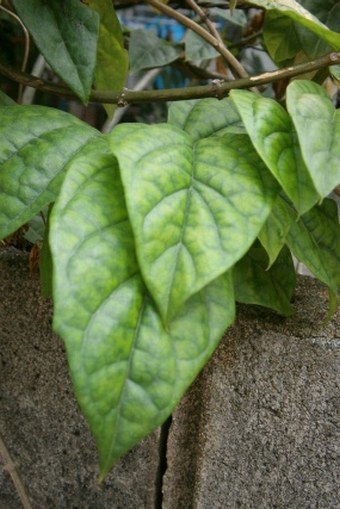 Clerodendrum thomsoniae